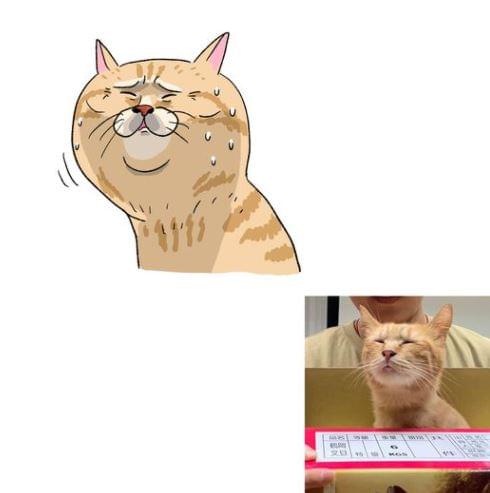 貓室友分享